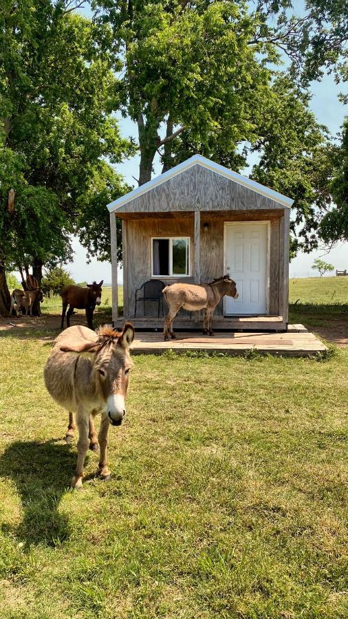 Tiny Cabin At The Donkeyranch Medicine Park Eksteriør billede